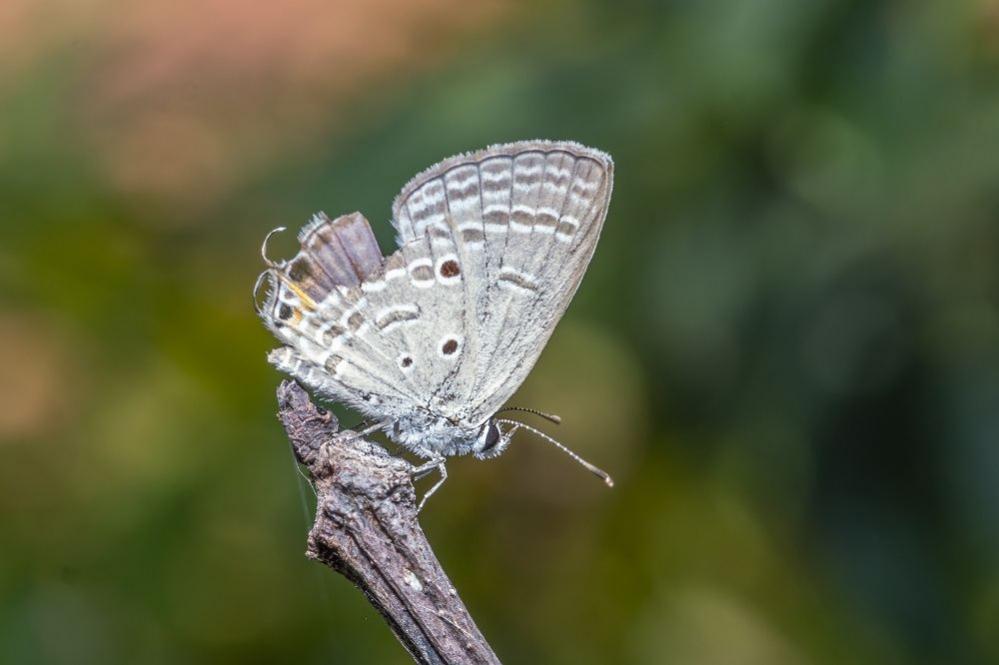  7Artisans 60mm f/2.8 Makroobjektiv APS-C fr Sony E