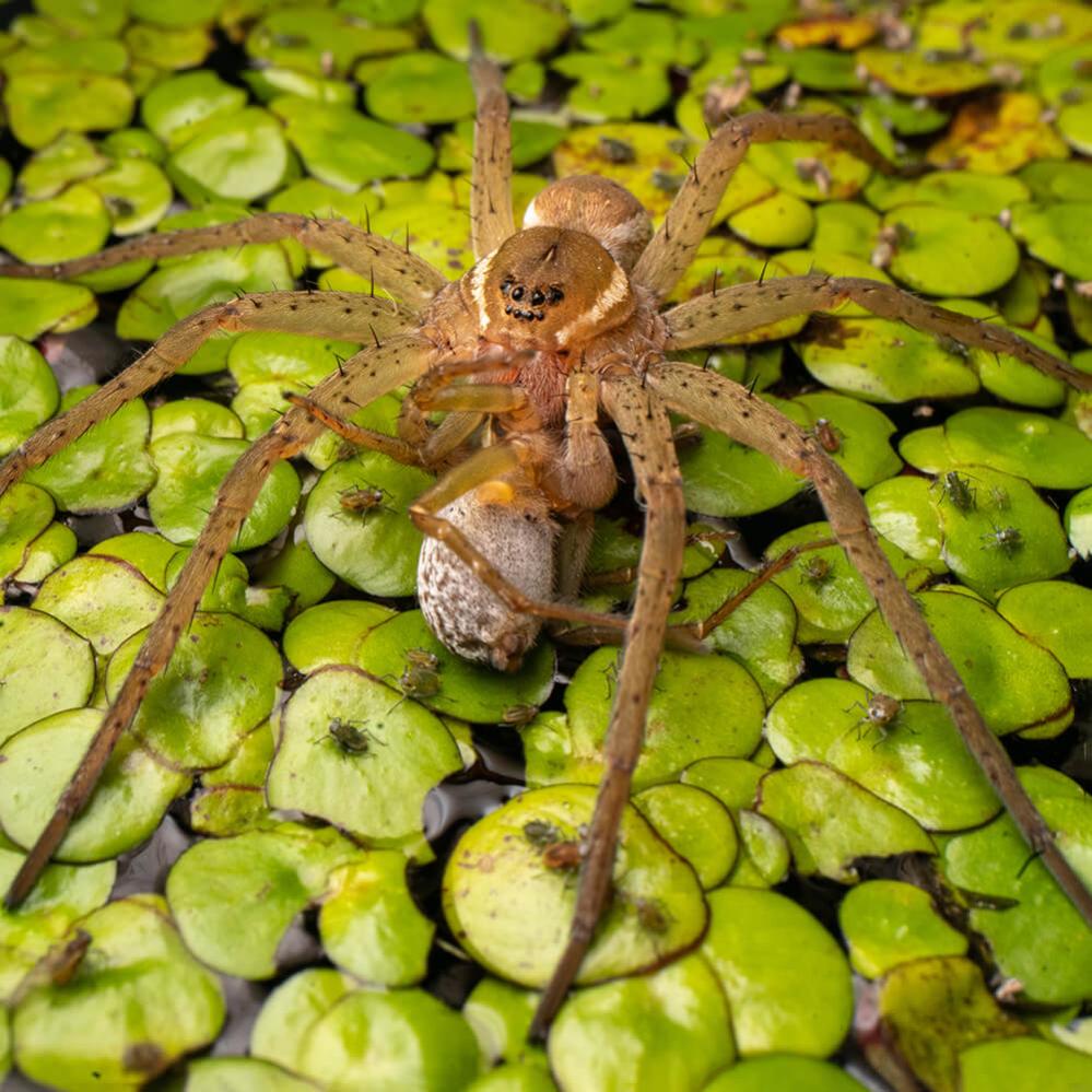  AstrHori 28mm f/13 Macro Probe + 360° för Sony E (Fullformat) från Kamda – snabb leverans och trygg e-handel
