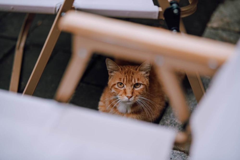 7Artisans AF 85mm f/1.8 objektiv Fullformat för Leica L